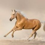 images (1)